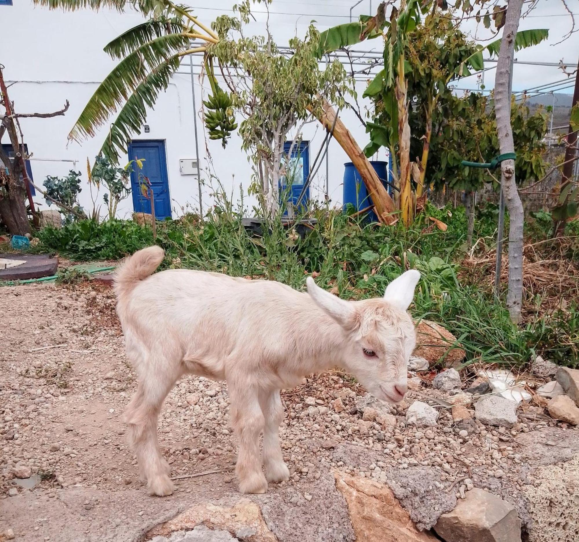 Casa Rural Mary ซานมิเกลเดียโบนา ภายนอก รูปภาพ